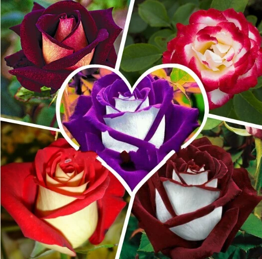 Какой тип у розы. Беккер роза осирия. Роза осирия букет. Разные цветы. Какой тип у розы.