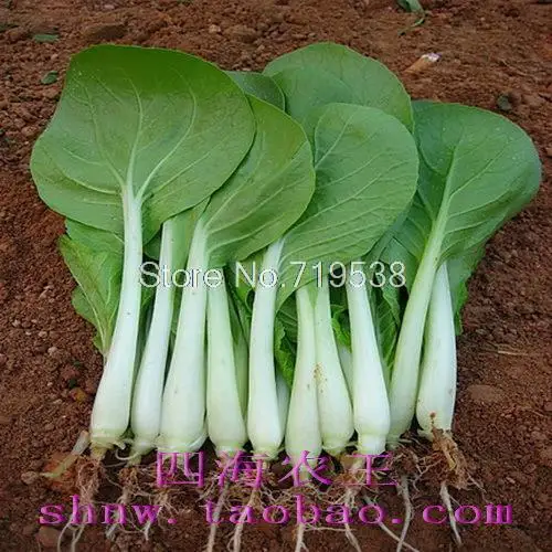 

red leaf 100pcs Vegetable bonsais