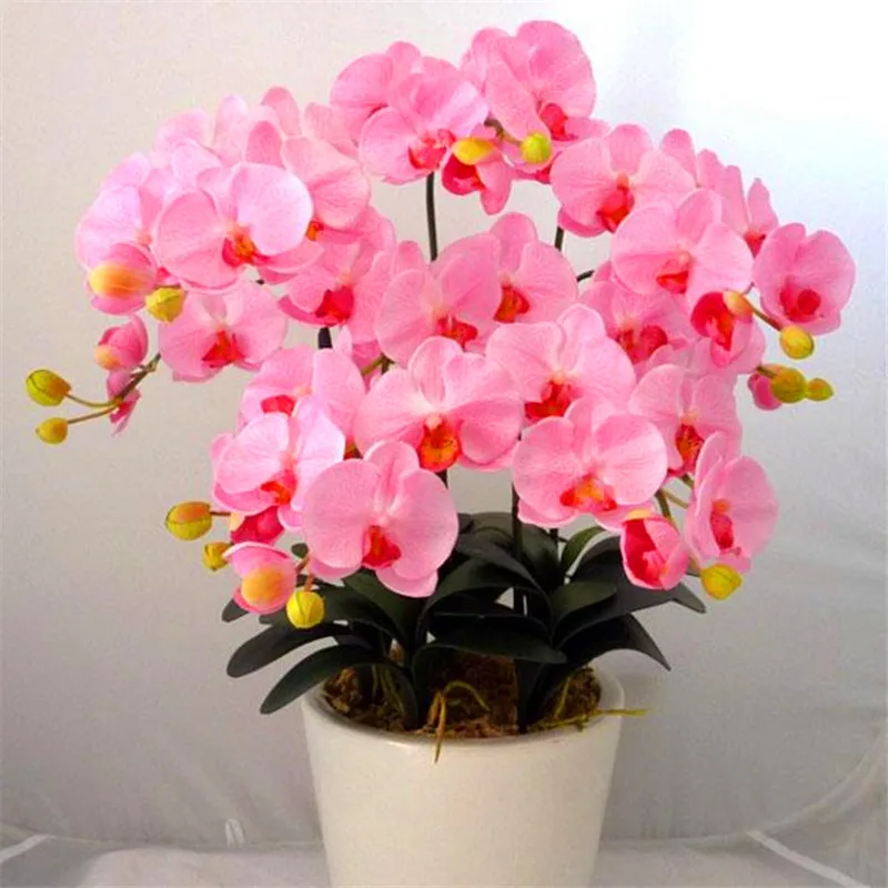 Indoor Balcony Office Rare Orchid bonsais Phalaenopsis Orchid Bonsai Pot new arrival DIY home garden plants Flowers bonsai 5pcs