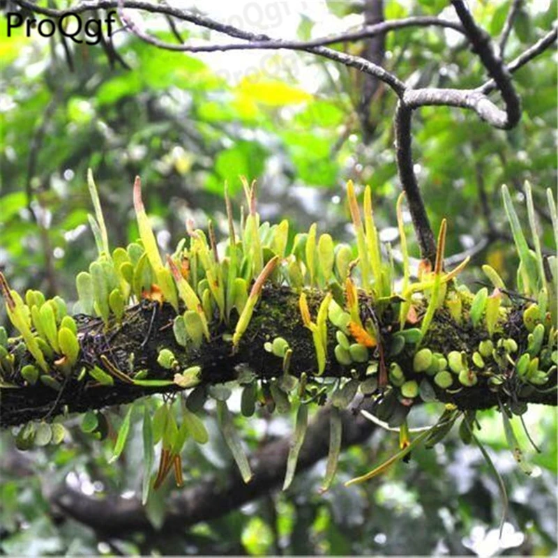 

2Pcs A Set Lemmaphyllum microphyllum Plant