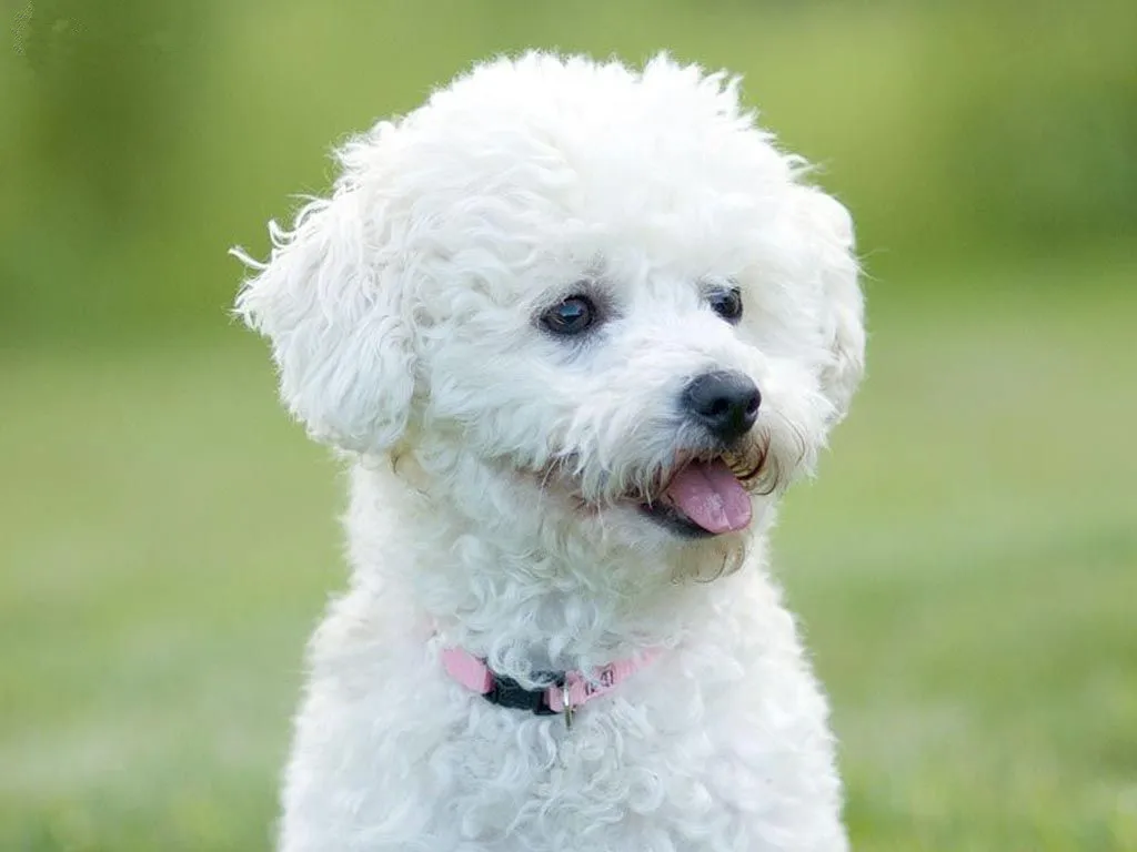 Kokoer полный 5D Diy алмазная живопись Питтсбург Bichon Frise Алмазная вышивка собаки