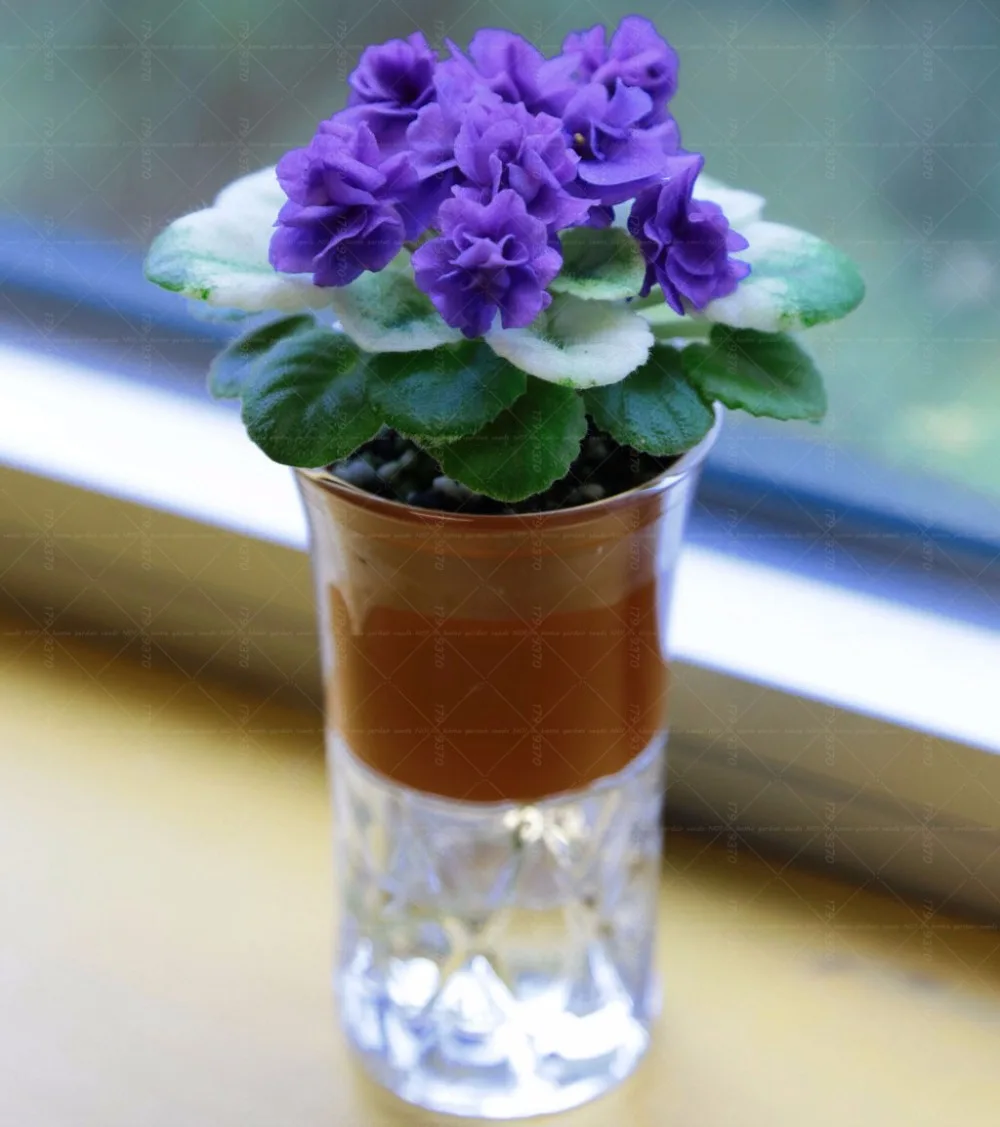 african violet flower promotion-shop for promotional african african violet flower promotion-shop for promotional african