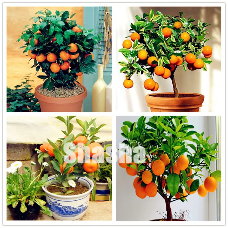 

1bag=50 Pcs Hot Kumquat Bonsai Orange Balcony Patio Potted Delicious Fruit Tree Tasty Juicy Orange For Home Garden Planting
