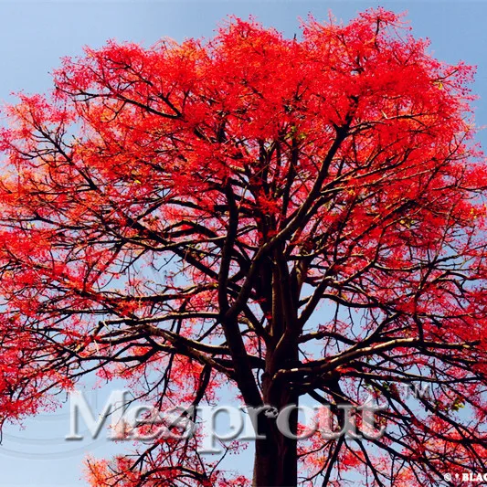 

100% True Hot Item 10 Pcs A Bag 100% Genuine High-quality Flame bottle tree Bonsai Rare Tropical Plants For *Free Shipping