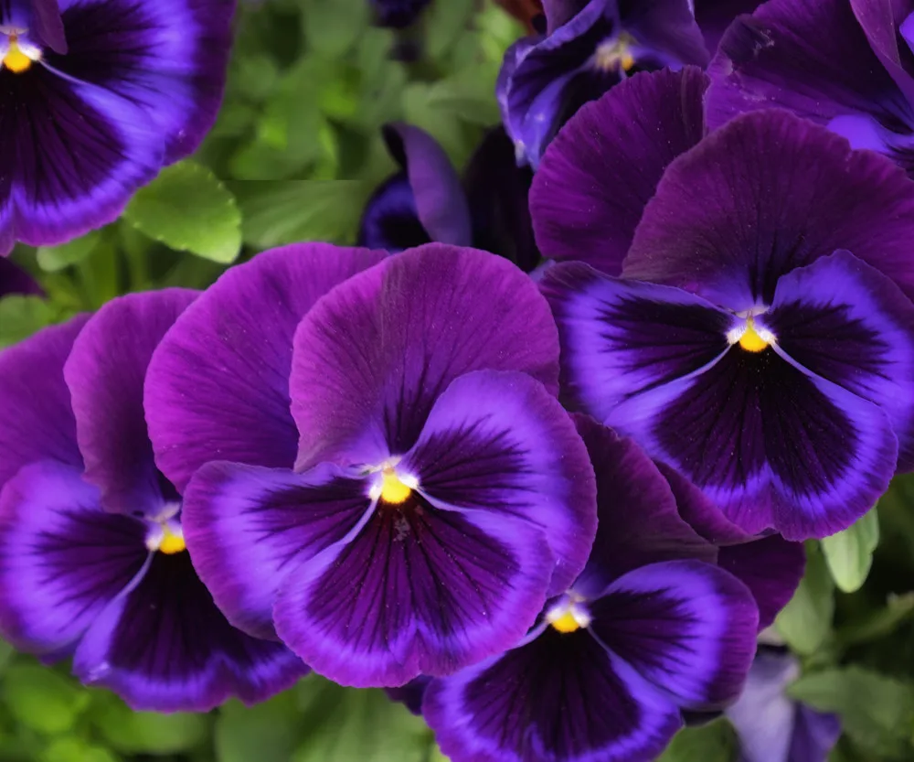 

Full square Diamond Embroidery Flower Purple Pansies Cross Stitch Diamond Painting Mosaic rhinestones Home Decor Christmas gift