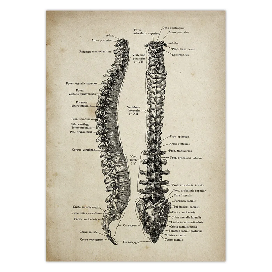 Анатомия человека медицинская Анатомия наука винтажные плакаты Художественная печать на холсте медицинский доктор клиника Настенный декор картины холст живопись