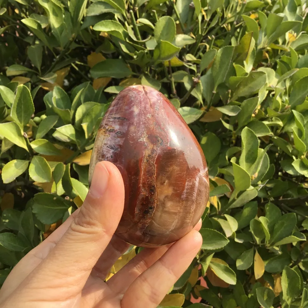 

Natural Xylopal Egg Ancient Fossilized Tree egg for decoration