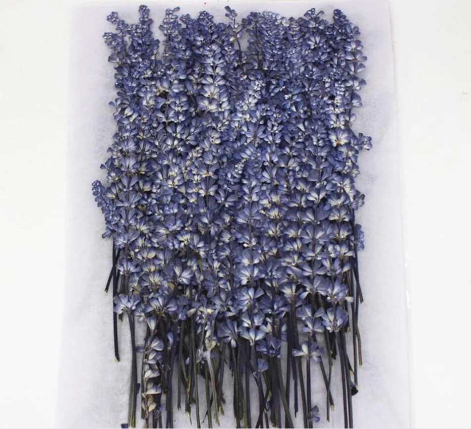 

250pcs Pressed Dried 5-10cm Purple Sage Flower Plant Herbarium For Jewelry Postcard Invitation Card Phone Case Bookmark DIY