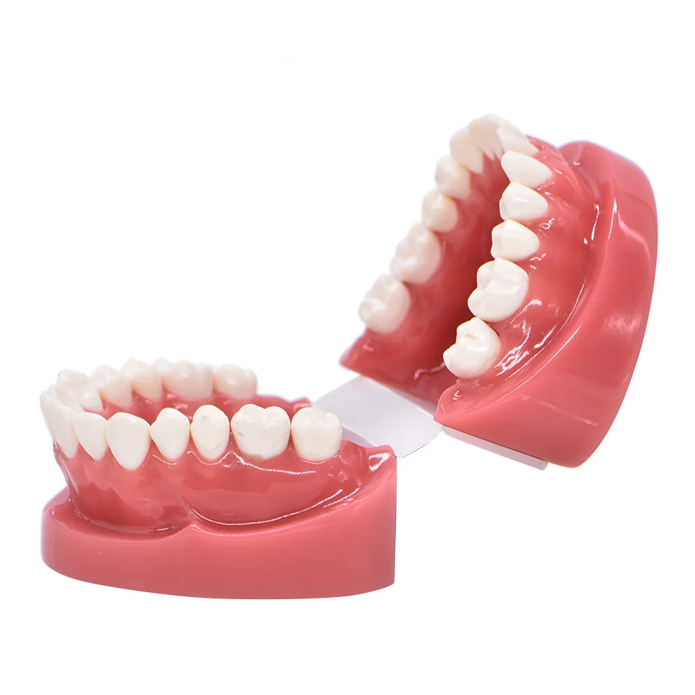 Стоматологическая модель жесткий основа Учебная модель стоматологический взрослый Стандартный Typodont демонстрационный стоматологический лабораторный инструмент стоматология
