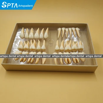 

High Quality 2.5 times 32 pcs adult permanent teeth model Dental gift Communication Tooth Models Odontologia