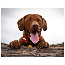 Алмазная живопись 5D «сделай сам» фото на заказ профессора, таксы, алмазная вышивка милые животные, собака камни в форме ромба из круглых страз C946