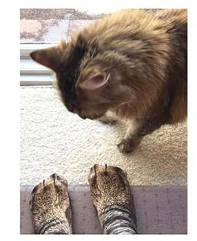 

Boy Girl 3D Printed Animal Foot Hoof Socks Children Adult Simulation Tiger Dog Cat Dinosaur Claw Socks Men Women Unisex