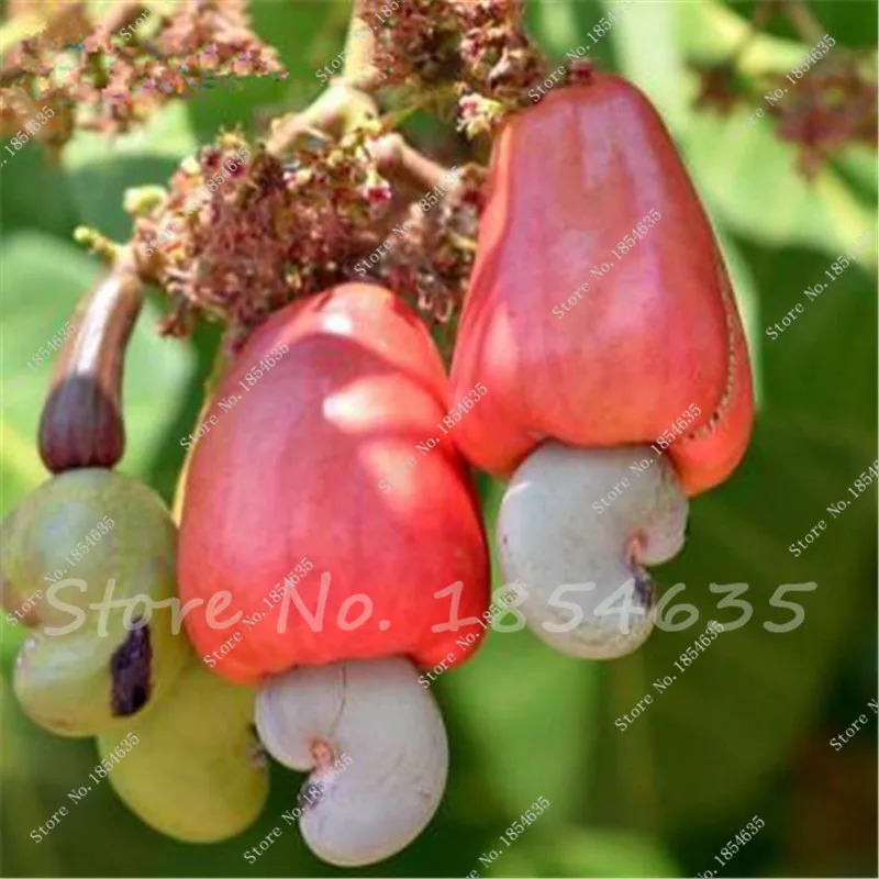 Walnut Trees for Sale