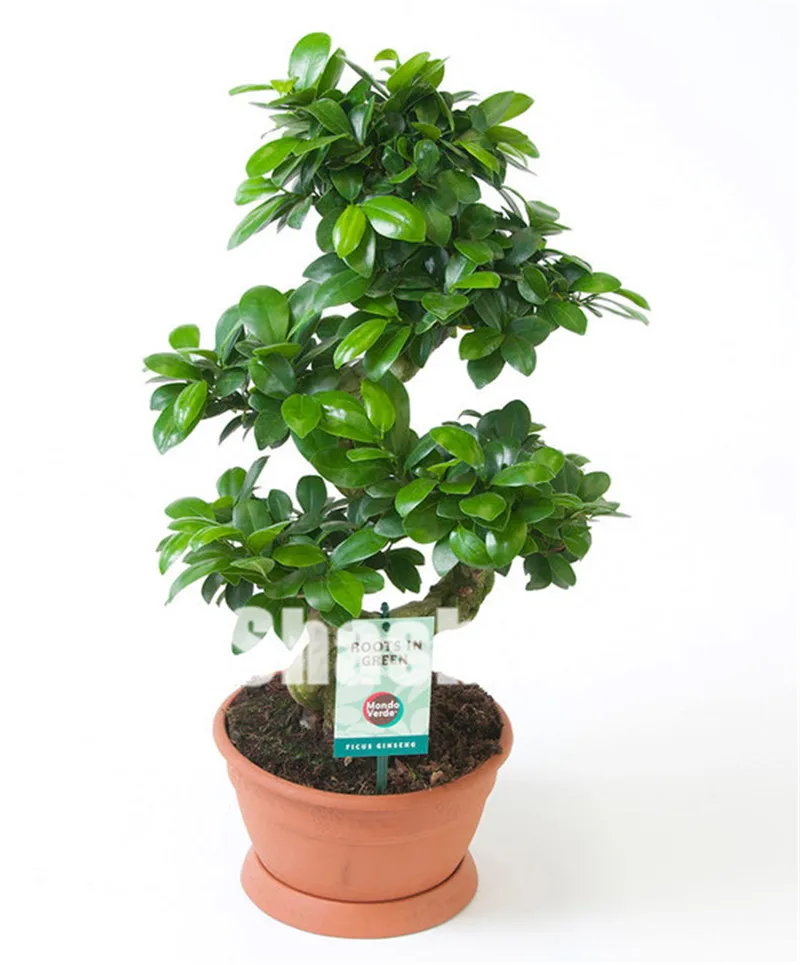 

50 pcs/ bag Ficus Bonsai Tree, Potted Balcony Banyan Tree Leaf Bonsai Garden Novel Plants,office desktop Ornamental Bonsai