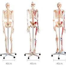 180 см съемная модель скелета человека с мышечной меткой и связкой модель скелета Имитация человеческого тела