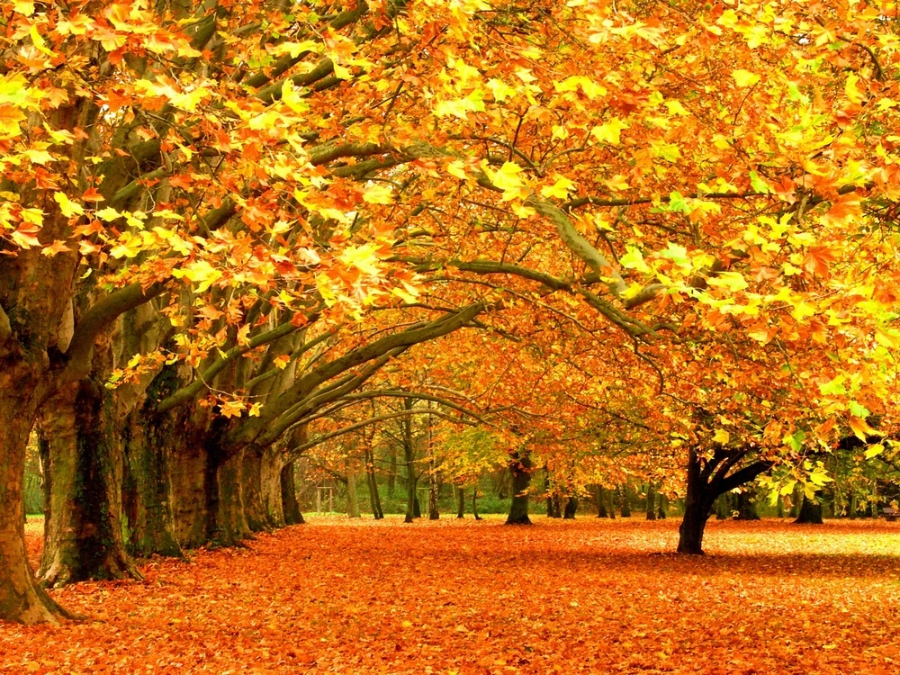 Autumn Golden Leaves Fall Scenery Shine Diamond Decorative Painting Cross Stitch Rhinestone Wall ...