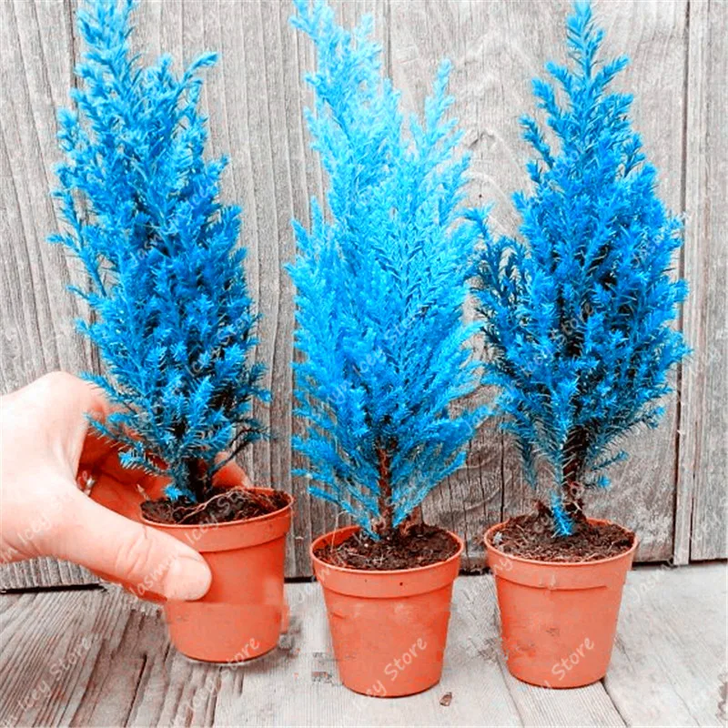 50 Pcs Mini Blue Cypress Semo Rare Japanese Cypress Bonsai Plants Perennial Ornamental Potted Tree for Home Garden Decoration