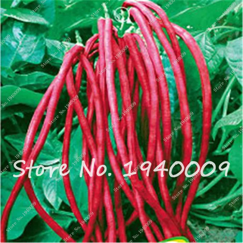 

Free Shipping 10 Long Pole Bean Seeds, Purple Red color, Asparagus Beans Cowpea Seeds, Rare ,Good taste Heirloom Vegetable