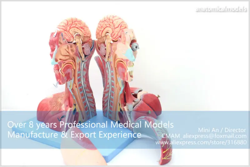 MUSCLE07 CMAM model Head and Neck with Vessels,Nerves and Brain 7