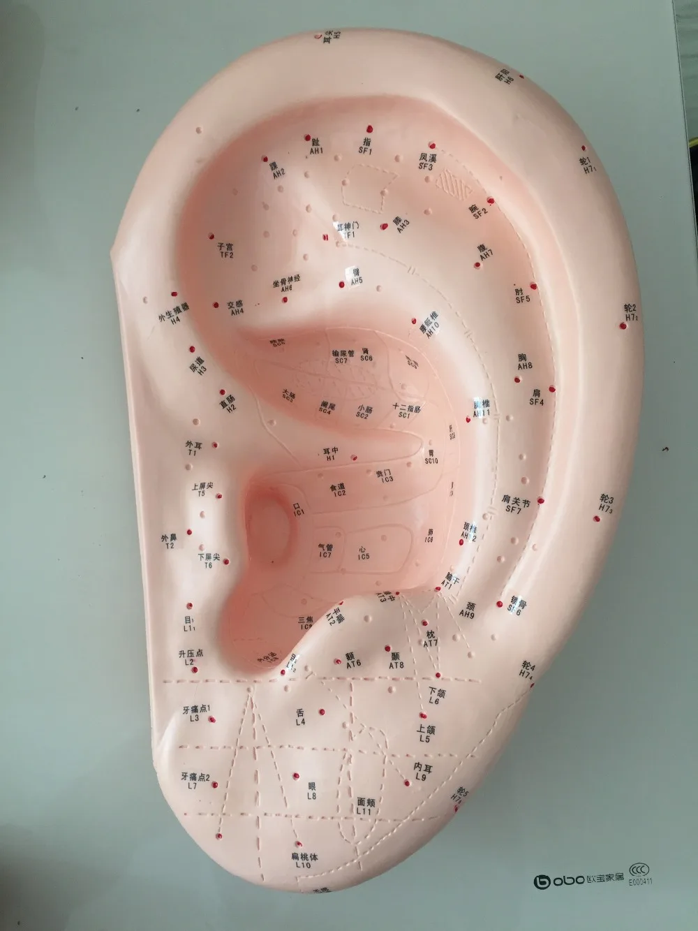 Large ear acupuncture points model (ear teacher necessary, oversized