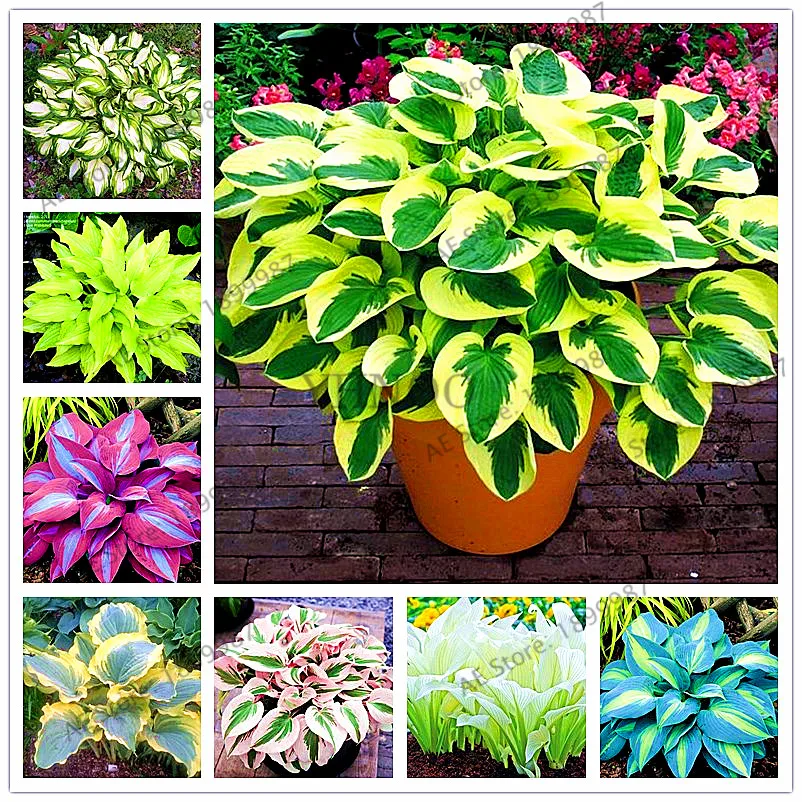 150pcs/bag beautiful Hosta Plants Perennials Lily Flower Shade Hosta