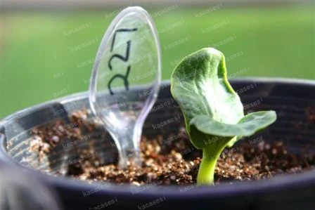 20PCS Giant Pumpkin plants Best Selling Super Large Pumpkins plants Orna-Mental Gourd Vegetable plants For Home Garden Planting