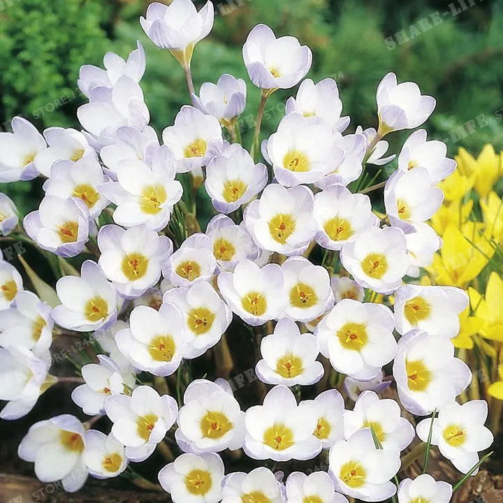 Истинно белые луковицы шафрана посевного иранский шафран Цветочные луковицы карликового дерева счастливые цветы бонсай домашний Garden-2Bulbs