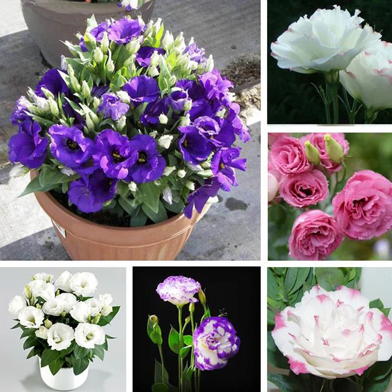 

ZLKING Hot Sale 7 Colors Available Eustoma Perennial Flowering Plants Bonsai Potted Lisianthus - 100 PCS
