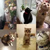 Cat Collar With Bell Safety Cat Collars Puppy Dog Collar For Cats Small Dogs Kittens Solid Pet Collar Chihuahua Products YS0032 5
