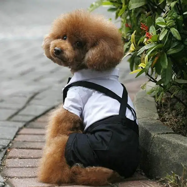 

2018 Pet Dogs Cat Clothing Prince Tuxedo Bow Tie Suit Puppy Costume Jumpsuit Coat Clothes Apparels