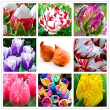 2 bulb true tulip bulbs (Not Tulip Seeds),Tulips Variety Fresh Bulbous Root Flower Corms Planted flower bulbs good quality