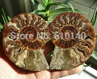 

free shipping 1 pair of Split Ammonite Fossil Specimen Shell Healing Madagascar