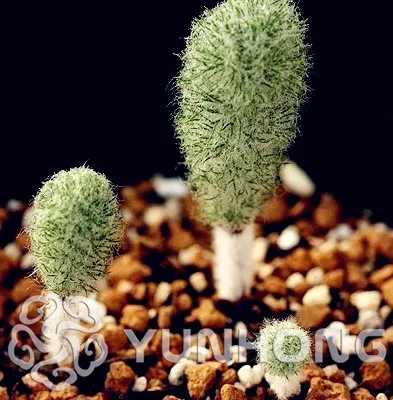

100PCS Fog Ice Jade Bonsai (Fog Ice Jade )-DIY Home Garden Potted Bonsai Amazing Smell & Beautiful Flowers Free Shipping