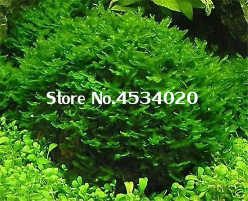 1000 pcs Rare Aquarium Planter Java Moss Grass bonsai Raros Gifts Plants Aquario Fish Tank Aquatic for Home Garden decoration 1000 pcs Rare Aquarium Planter Java Moss Grass bonsai Raros Gifts Plants Aquario Fish Tank Aquatic for Home Garden decoration