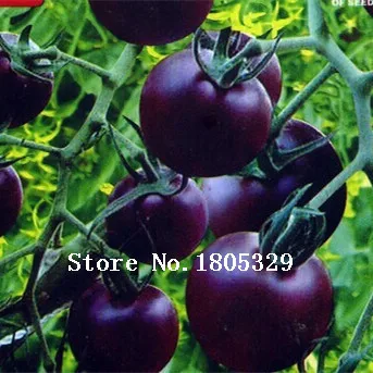 Томаты Фиолетовые Фото