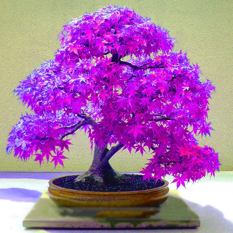 

20Pcs Purple Maple Bonsai Flowers Bonsai tree Rare multiple colour Japanese Maple Perennial potted Plant For Home Garden plants