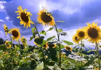 

Perfect high-quality oil paintings by old artists on canvas: beautiful sunflowers under the blue sky 60x40inch