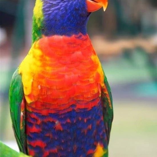 Rainbow Lorikeet  Australia (side view) Poster Print by David Wall (17 x 26)