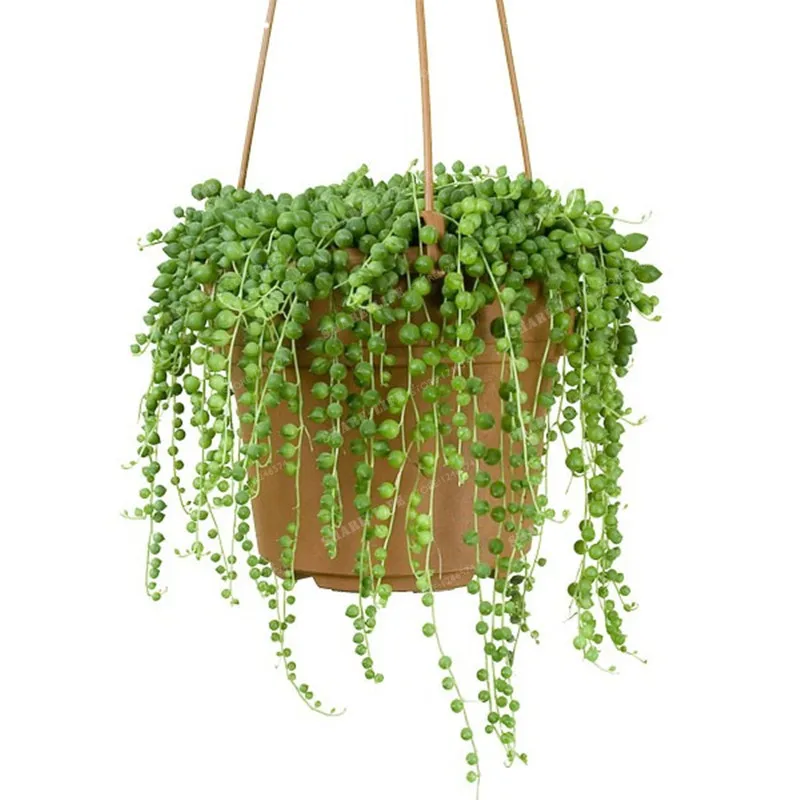 

Beads Senecio Rowleyanus Bonsai Pearl Chlorophytum Succulent Plants Bonsai Potted Plants Anti Radiation 100 Particles / lot