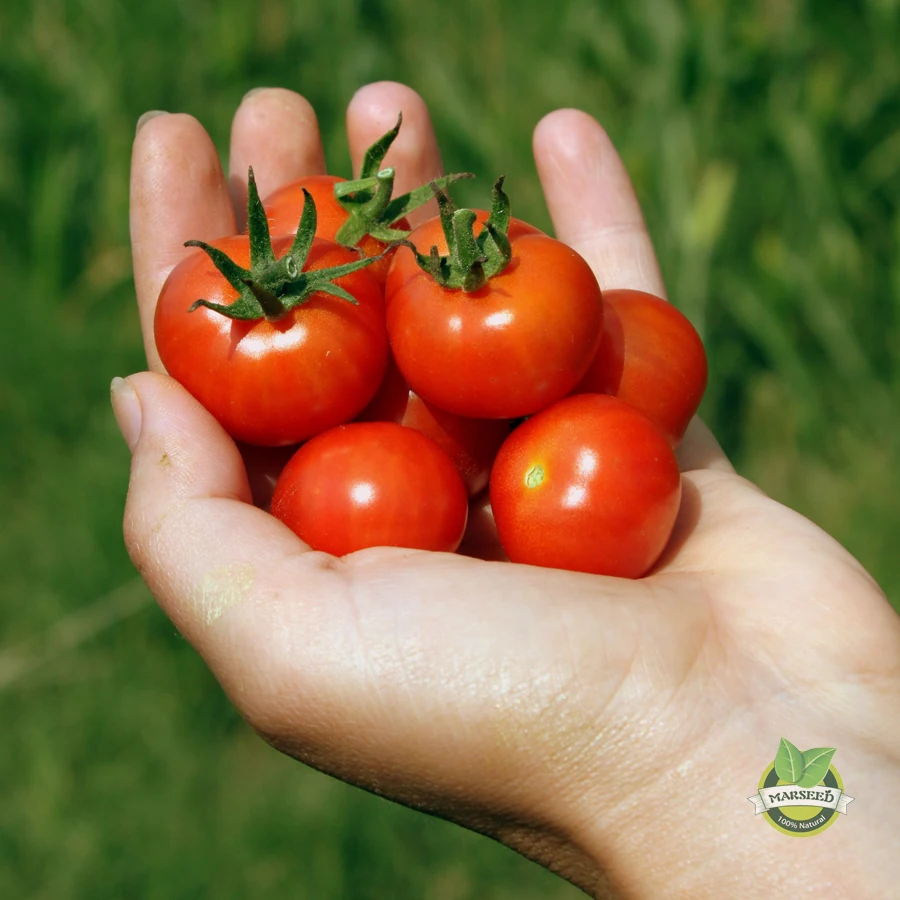 60+ Bonsai Tomato seeds Mini Cherry Potted Sweet Fruit Vegetable
