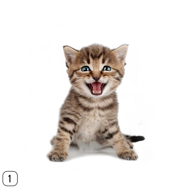 267554_no-logo_267554-2-01