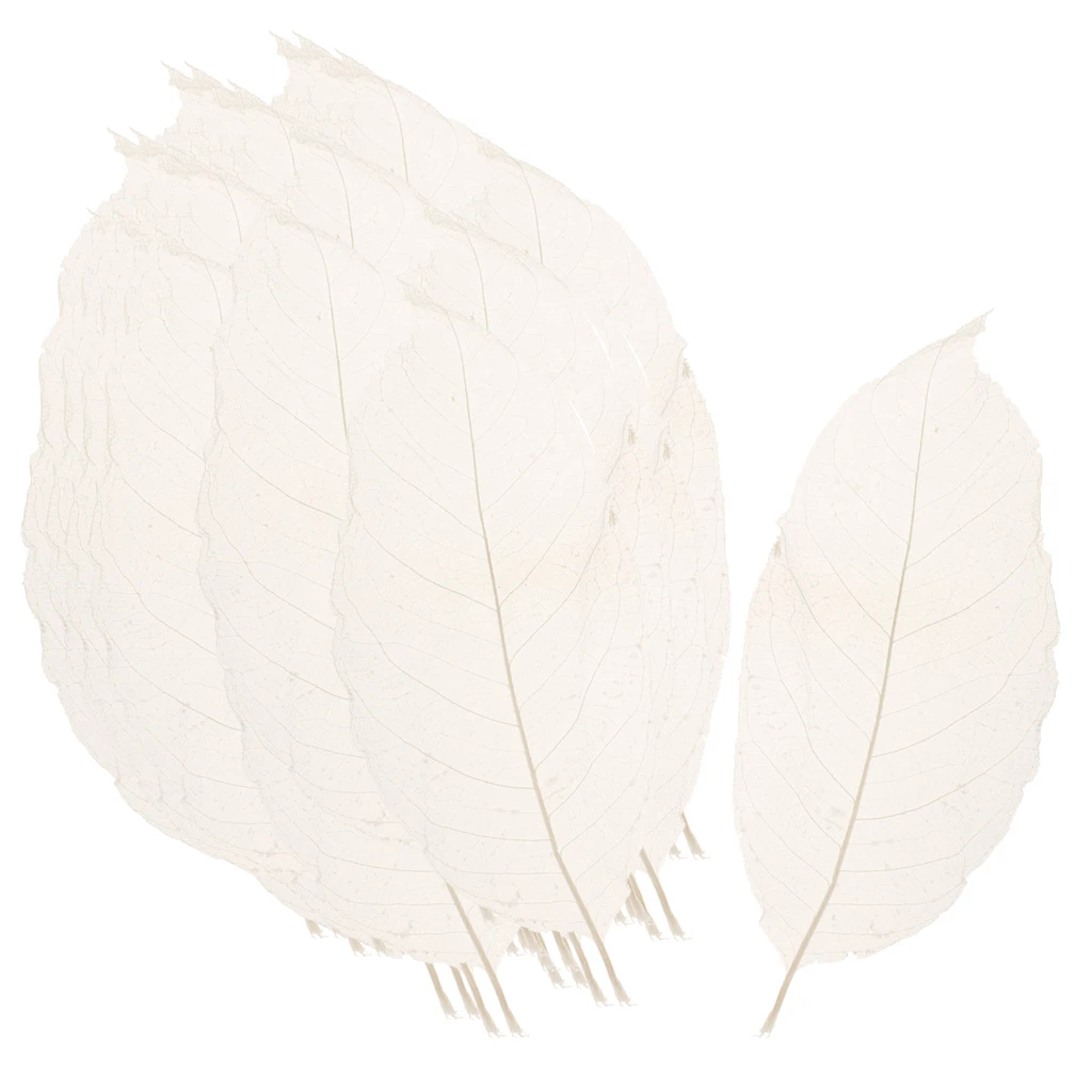 

100x Natural Magnolia Skeleton Leaf Leaves Card Scrapbooking DIY Crafts White