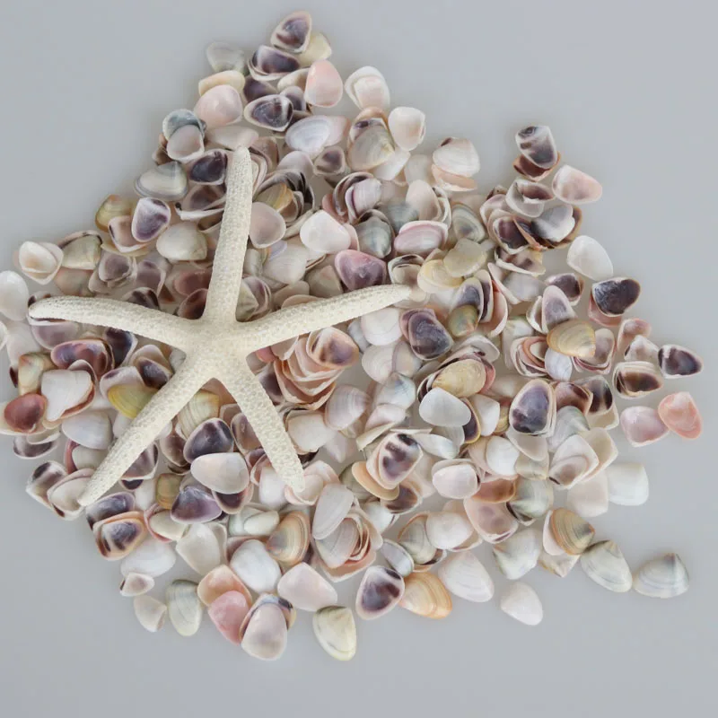 Free Shipping(50g/lot)Small Melon Seeds Shell Natural Shell&Conch Home