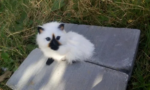 Милый маленький моделирования кошка игрушка полиэтилена и меха черный рот CAT