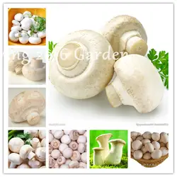 Вкусные грибы бонсай, 200 шт овощные Редкие плейротус гриб смешной сукклент съедобное растение легко выращивать Diy Сад