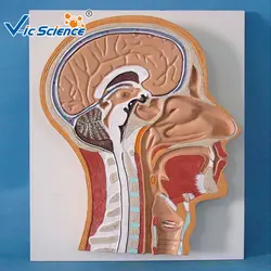 Передовой ПВХ образовательная головка анатомический медицинский человеческая анатомическая голова медианный раздел модели для обучения