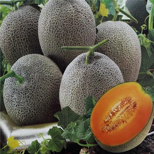 Buy 50 Pcs Yubari King Melon Seeds Free Shipping