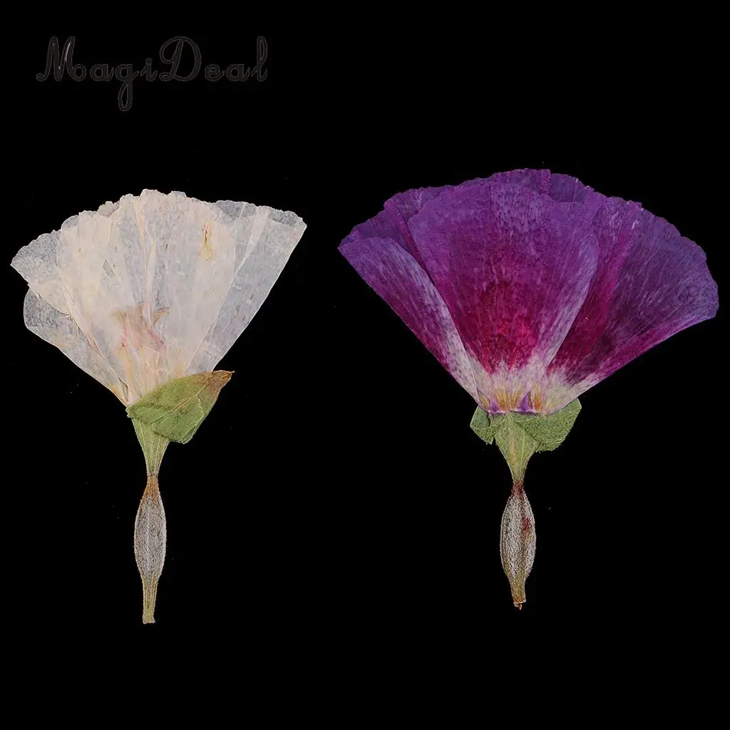 12pcs Beautiful Godetia Real Pressed Natural Dried Flowers for Art Craft Scrapbooking Card Making Resin Jewelry Making Craft DIY