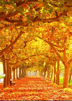 

autumn Red Orange Maple Fall Tree woodland forest Background Vinyl cloth High quality Computer print wall photo backdrop