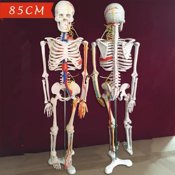 

85cm human skeleton model with nerfs bloodvessels anatomy skeleton dental anatomical brain anatomia Exploded skull model